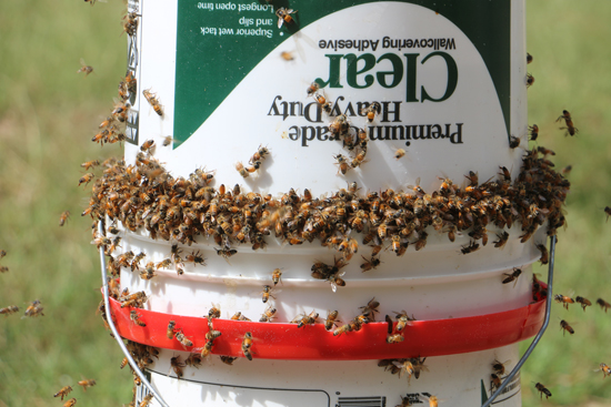 Diy Bee Yard Feeder Video Keeping Backyard Bees