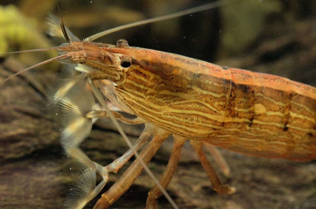 Best Freshwater Shrimps For Aquariums Keeping Fish
