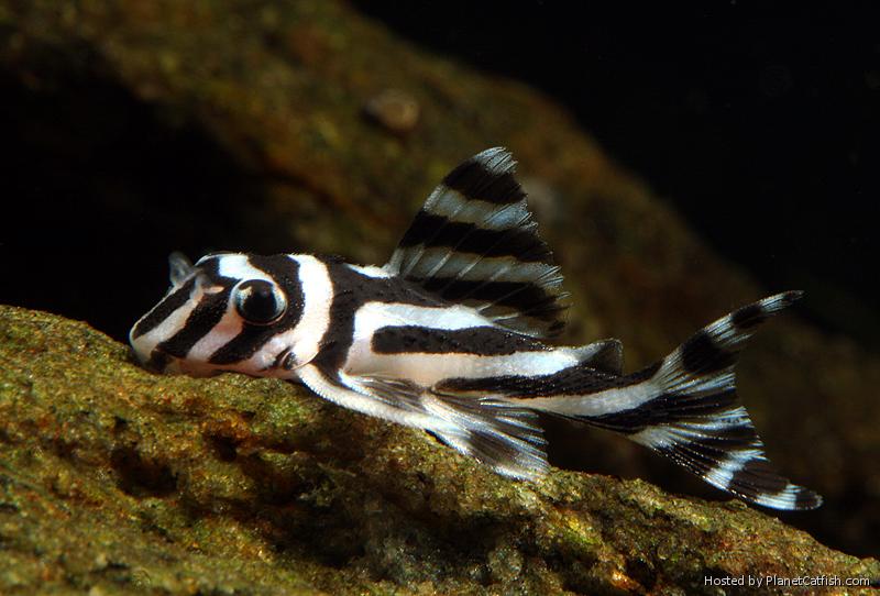 The Most Expensive Plecos in the World Keeping Fish
