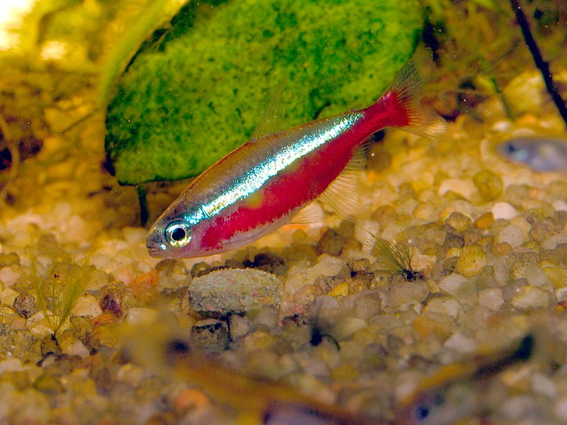 Cardinal Tetra (Red Neon Tetra) Diet, Habitat, Compatibility & Breeding Keeping Fish
