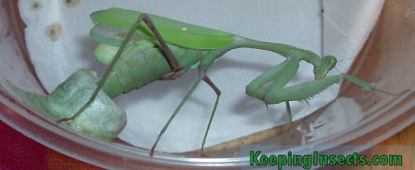 Hatching mantis eggs Keeping Insects