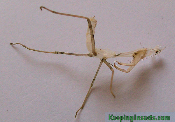 General description of a praying mantis Keeping Insects
