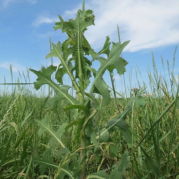 Top 32+ Stock Images show me a picture of wild lettuce Full HD, 2k, 4k