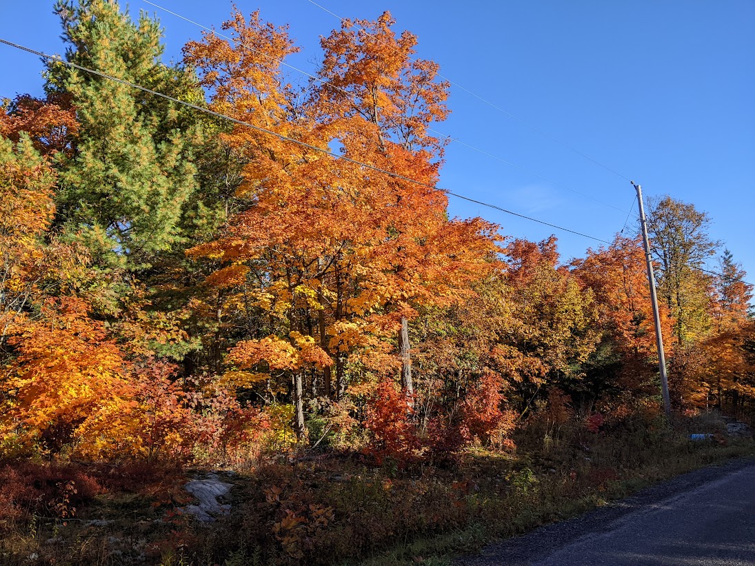 Fall Leaves In Port Loring Ontario Canada Oct 11/2022 THE WALTERS POST