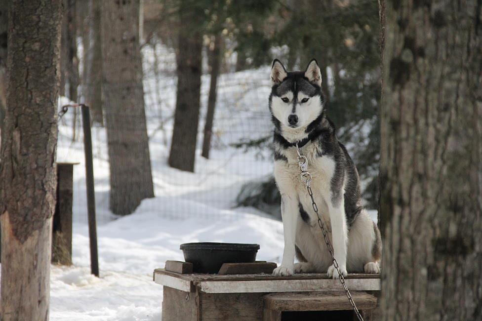 Kelim Siberian Huskies A New Hampshire Racing Kennel & Siberian Husky
