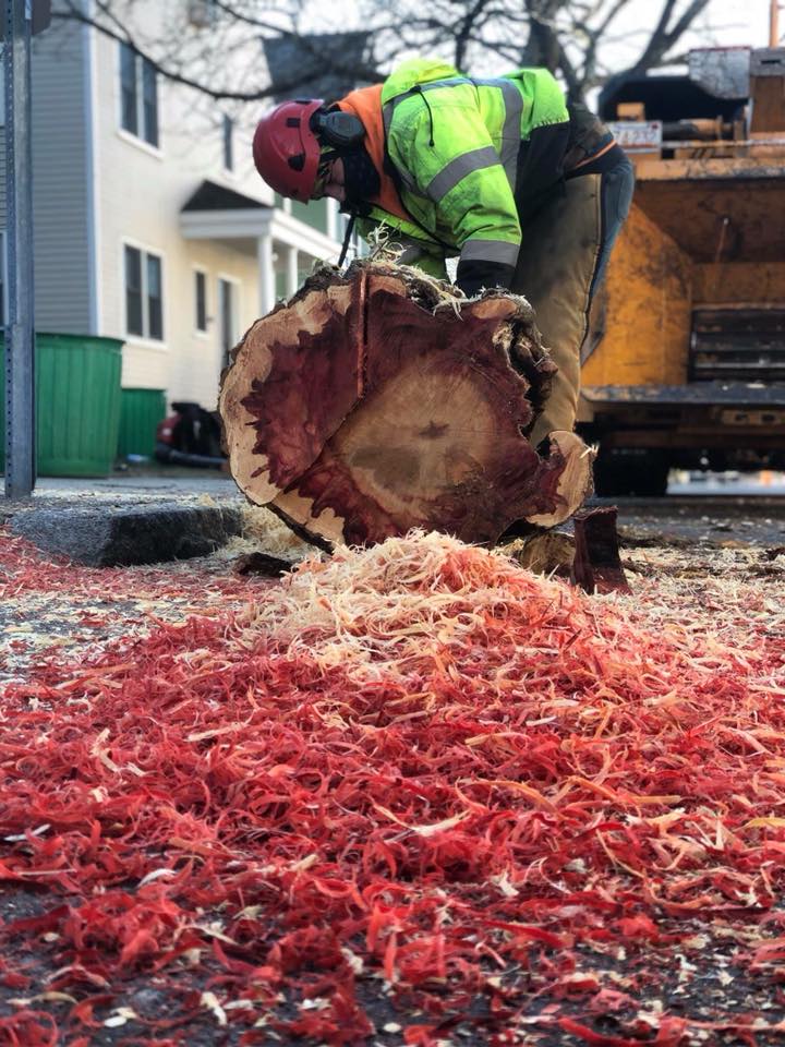 Tree Company in Lynn Kelley Tree Service