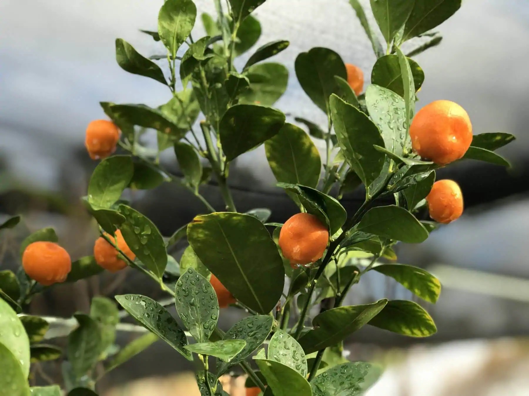 8 TIPS FOR GROWING CITRUS IN CONTAINERS Kellogg Garden Products