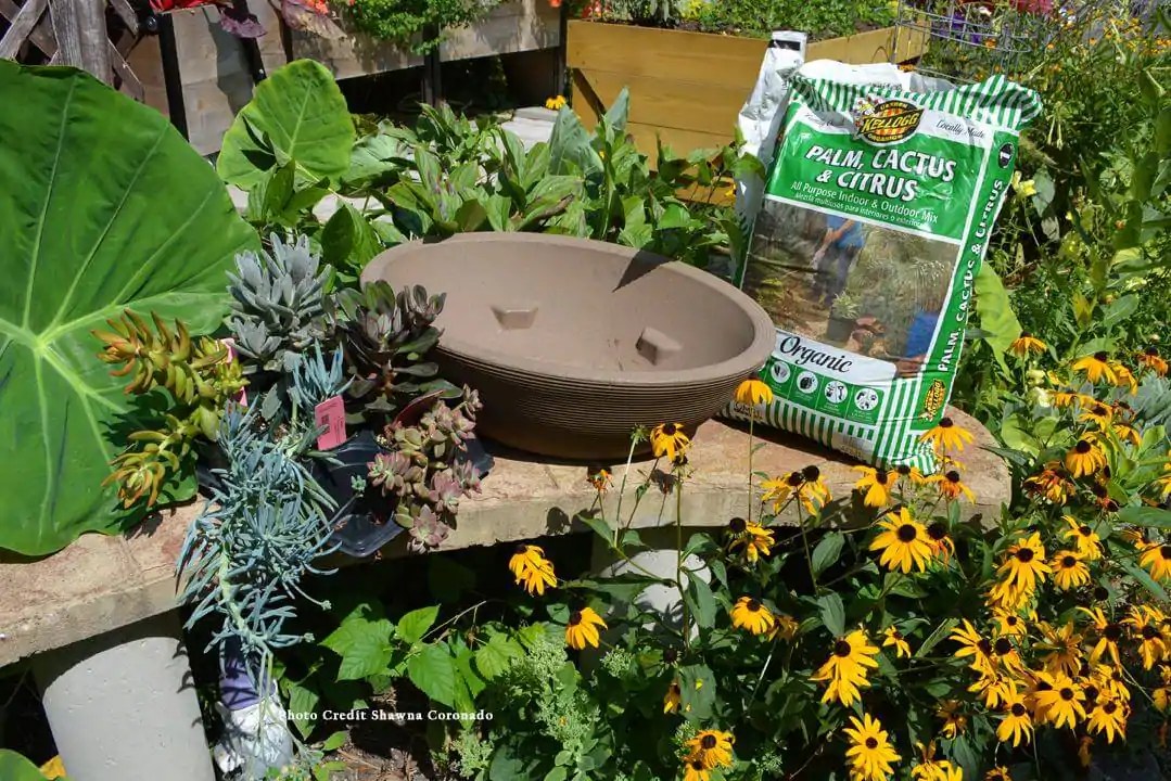 HOW TO PLANT YOUR OWN SUCCULENT CONTAINER GARDEN Kellogg