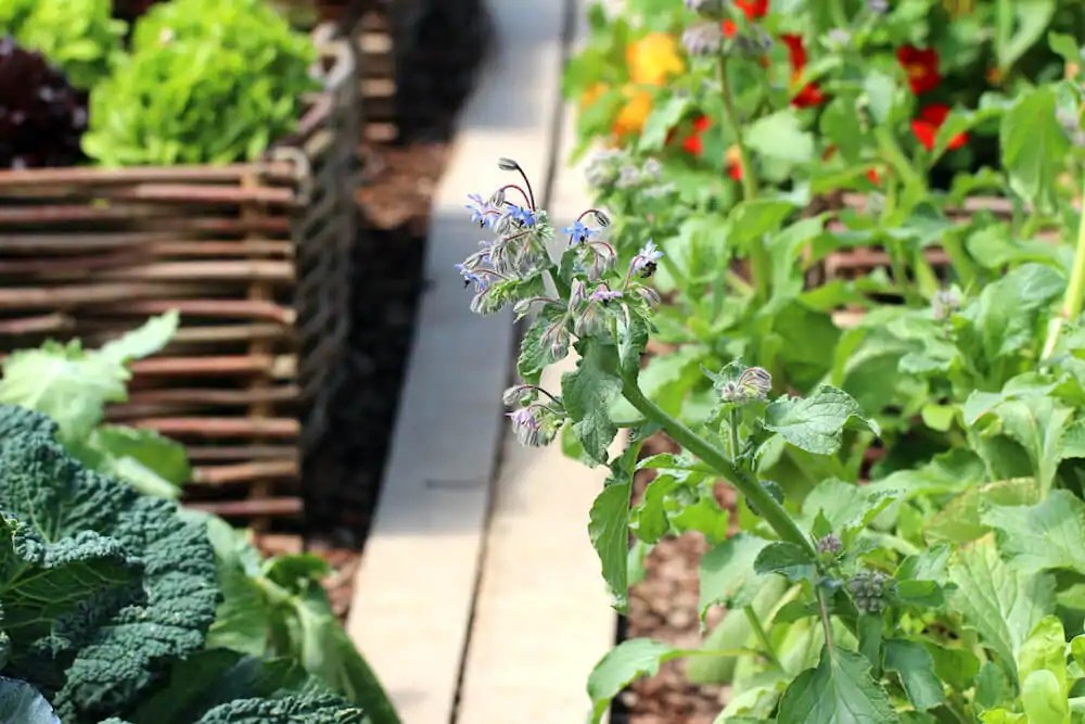 Borage Uses, Benefits & Companion Planting Kellogg Garden Organics™