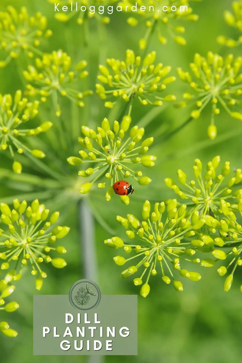 Growing Dill Plants Care, Tips & More Kellogg Garden Organics™