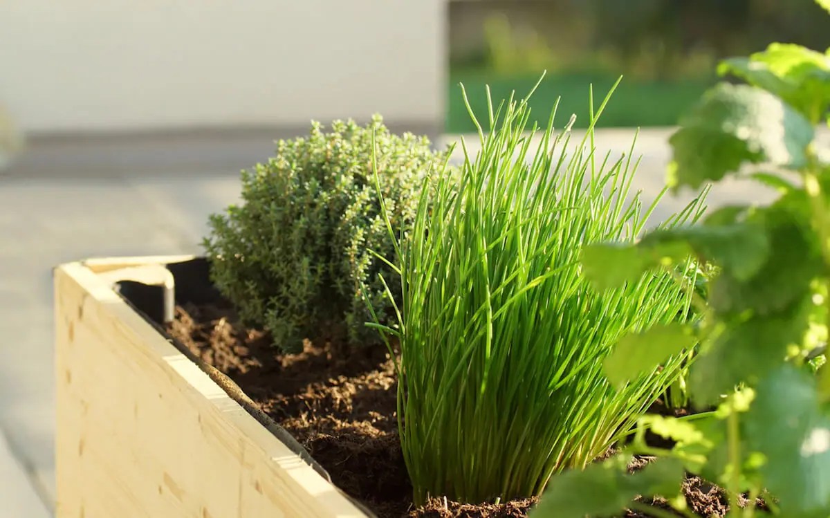 Growing Chives Kellogg Garden Organics™