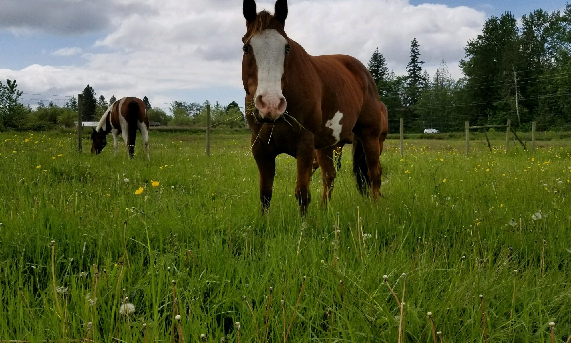 Boarding Kelly Park Stables (360) 5100669