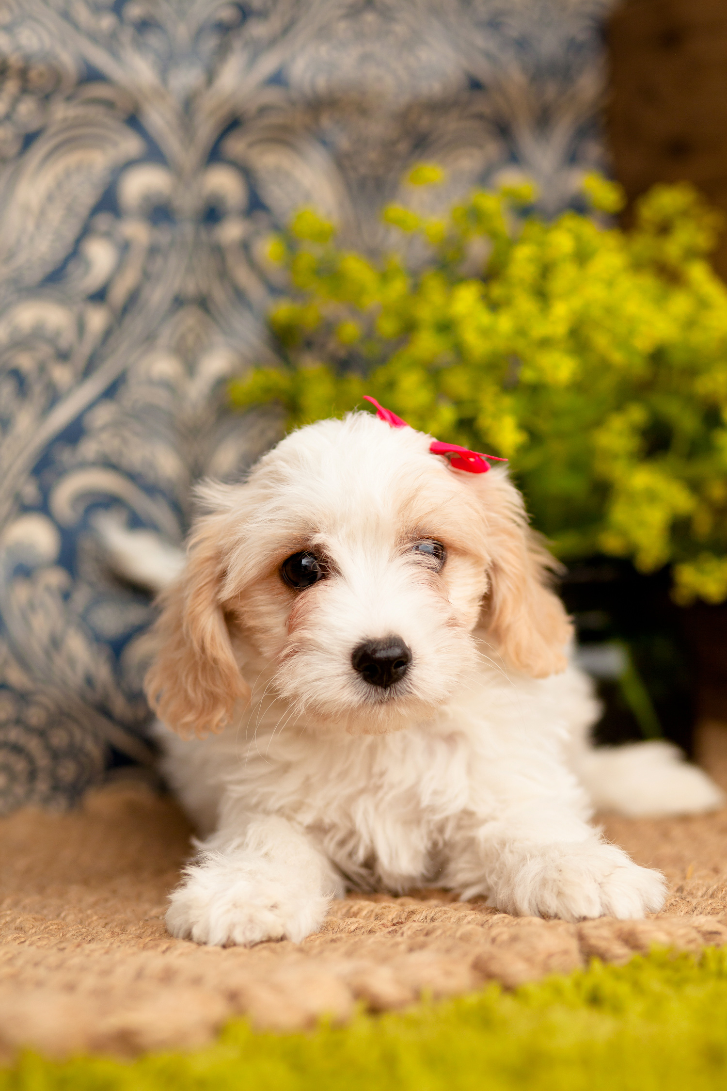 Beautiful Cavachons Kellys Kennels