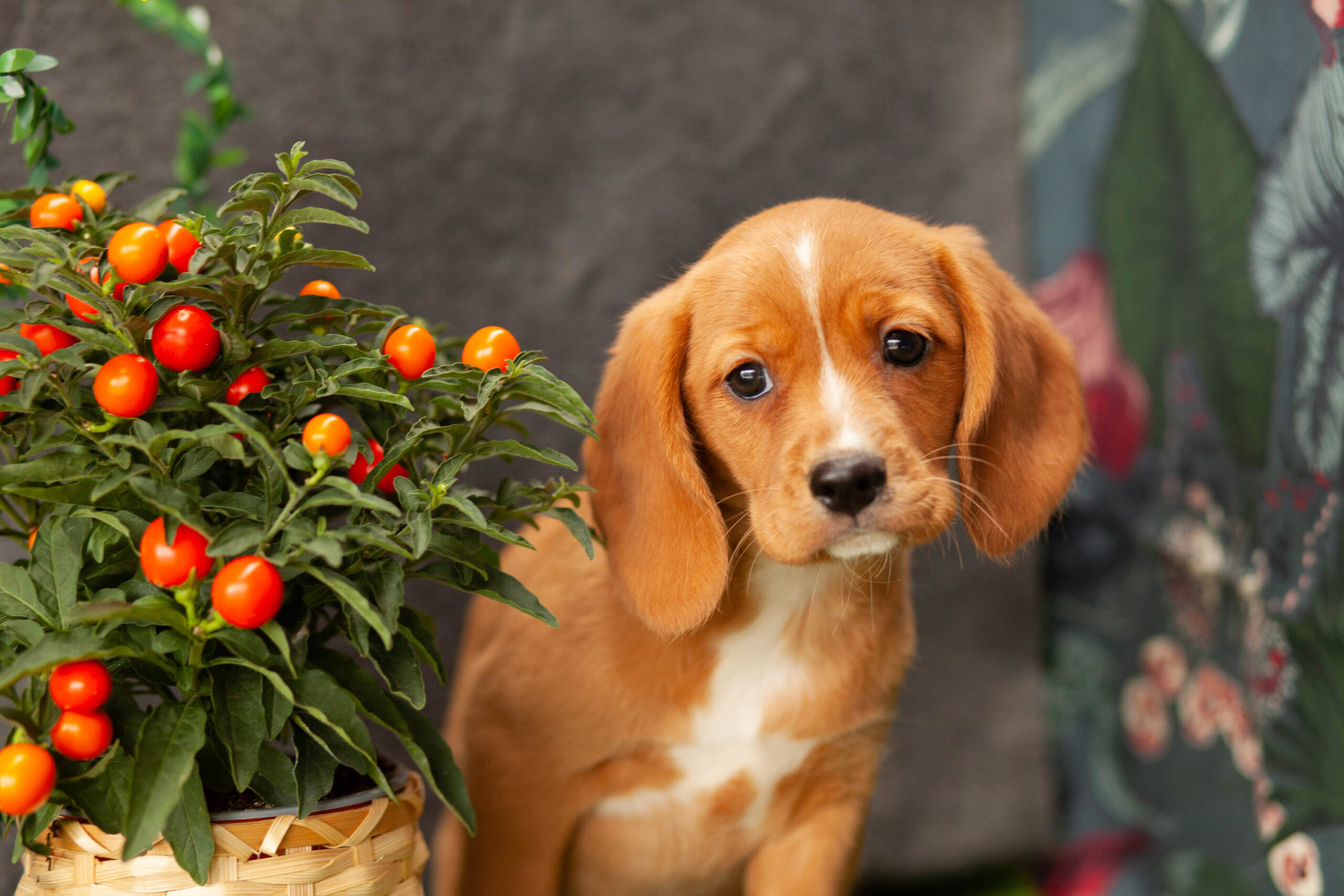 Robust Beagliers Kellys Kennels