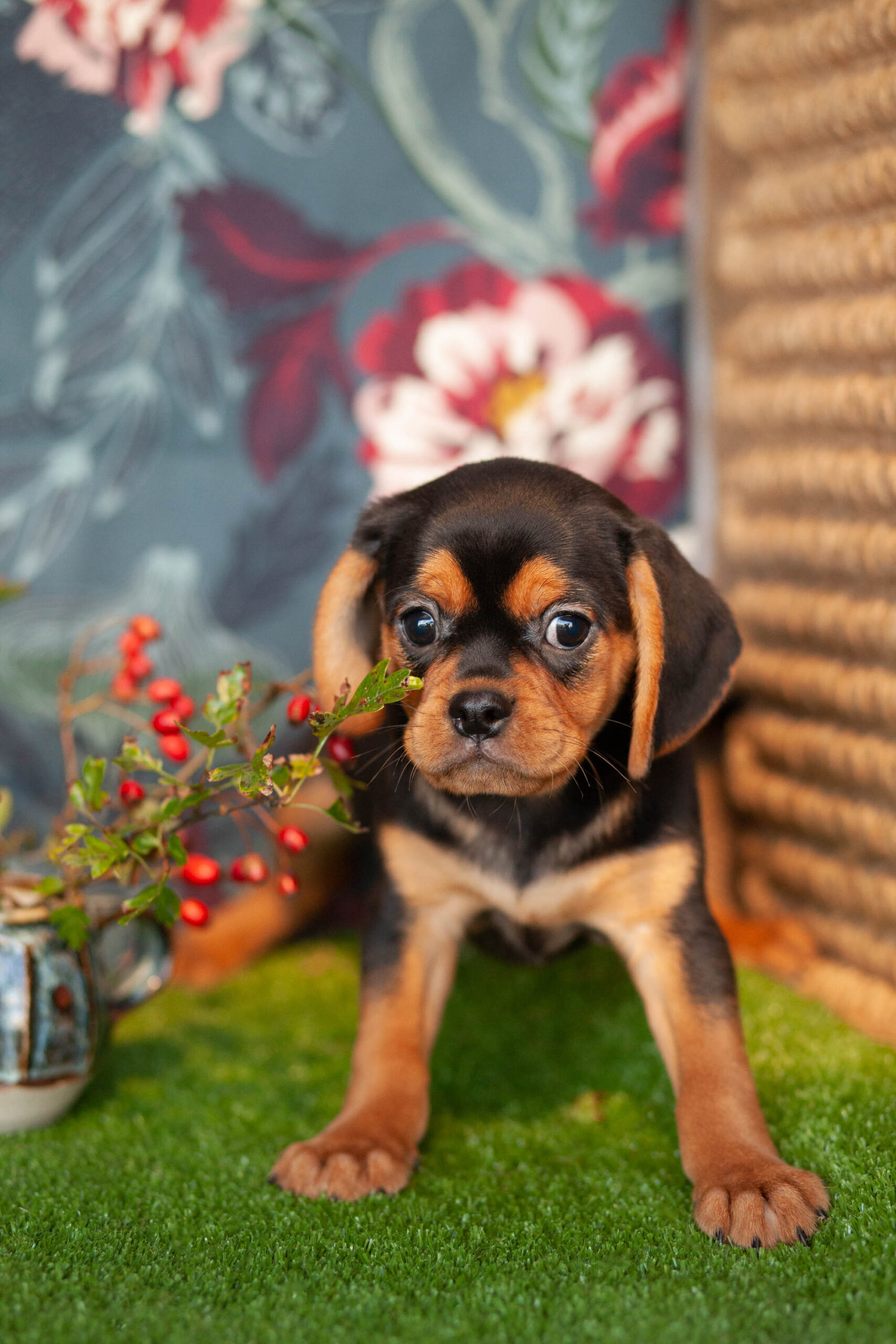Pugaliers Kellys Kennels