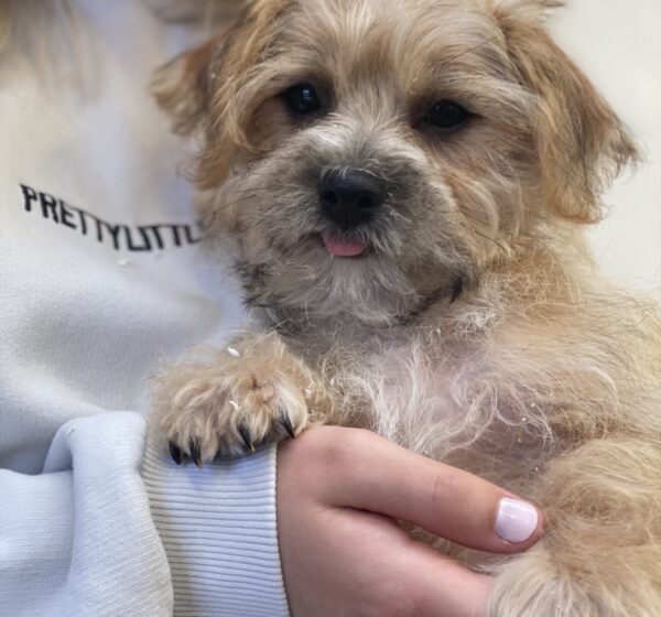 Rehoming Kellys Kennels