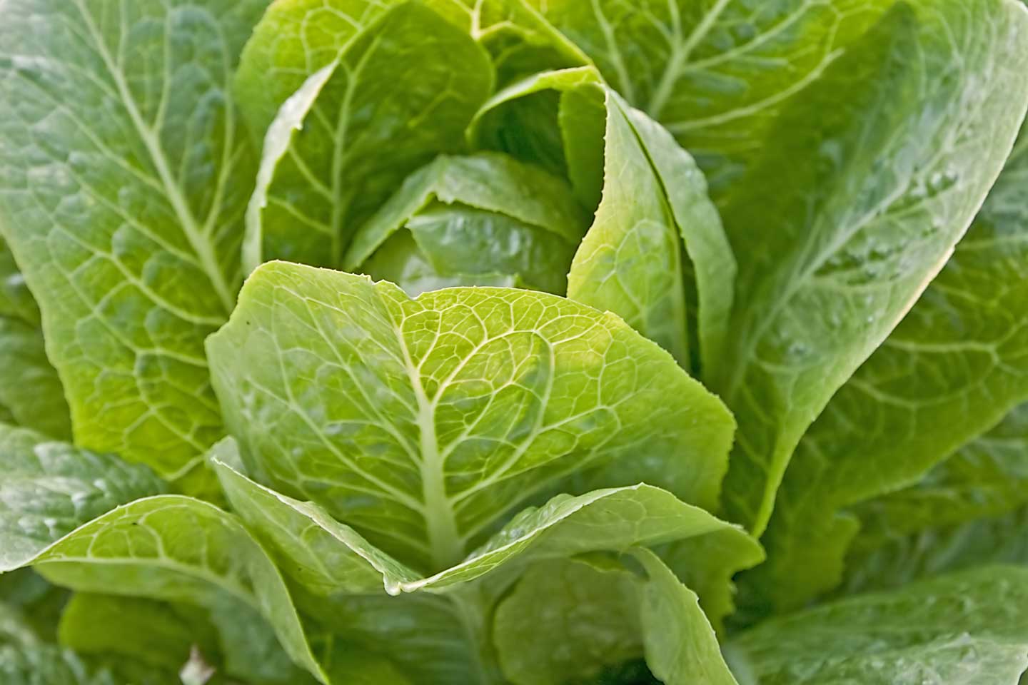Kelpak on leafy vegetables