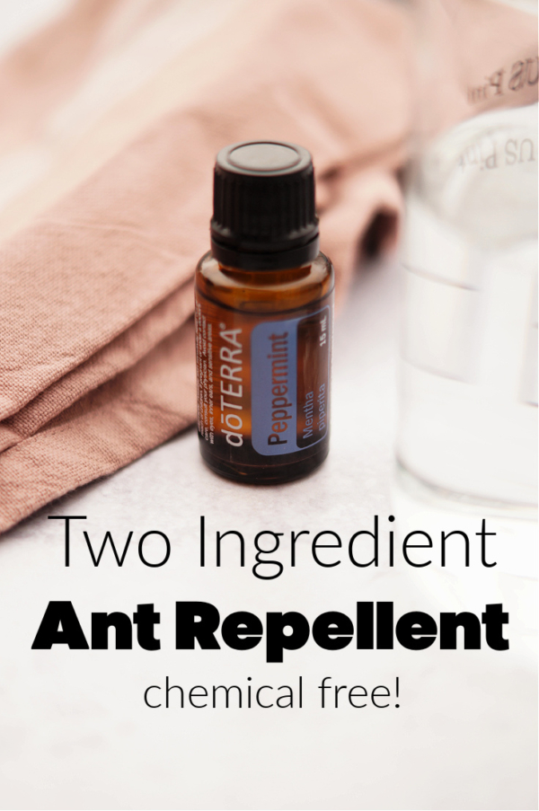 DIY NonToxic Ant Spray Ideas for the Home