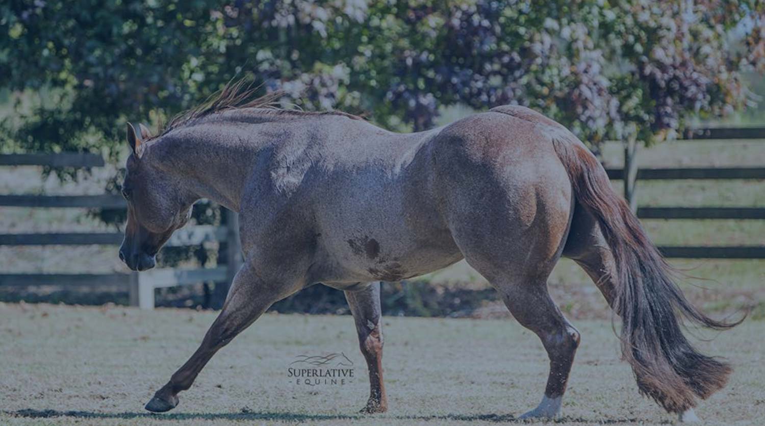 Kenlock Quarter Horse Ranch Superior Bred Western Pleasure & Halter