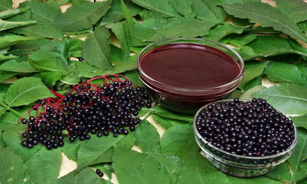 Edible Wild Plants in Ireland kennedys.ie