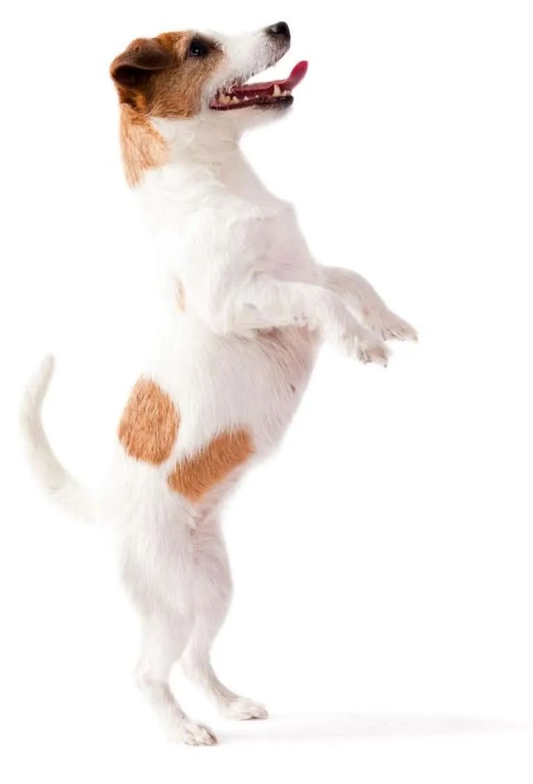 Kennel Cough Treatment for Dogs & Puppies What You Need