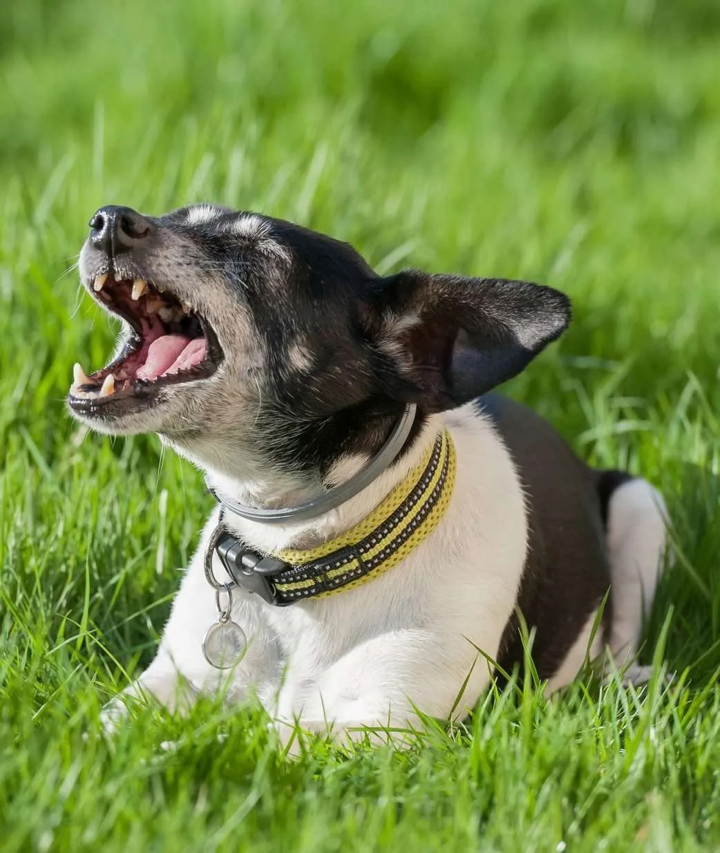 What Does Kennel Cough Sound Like? 5 Sounds to Listen For