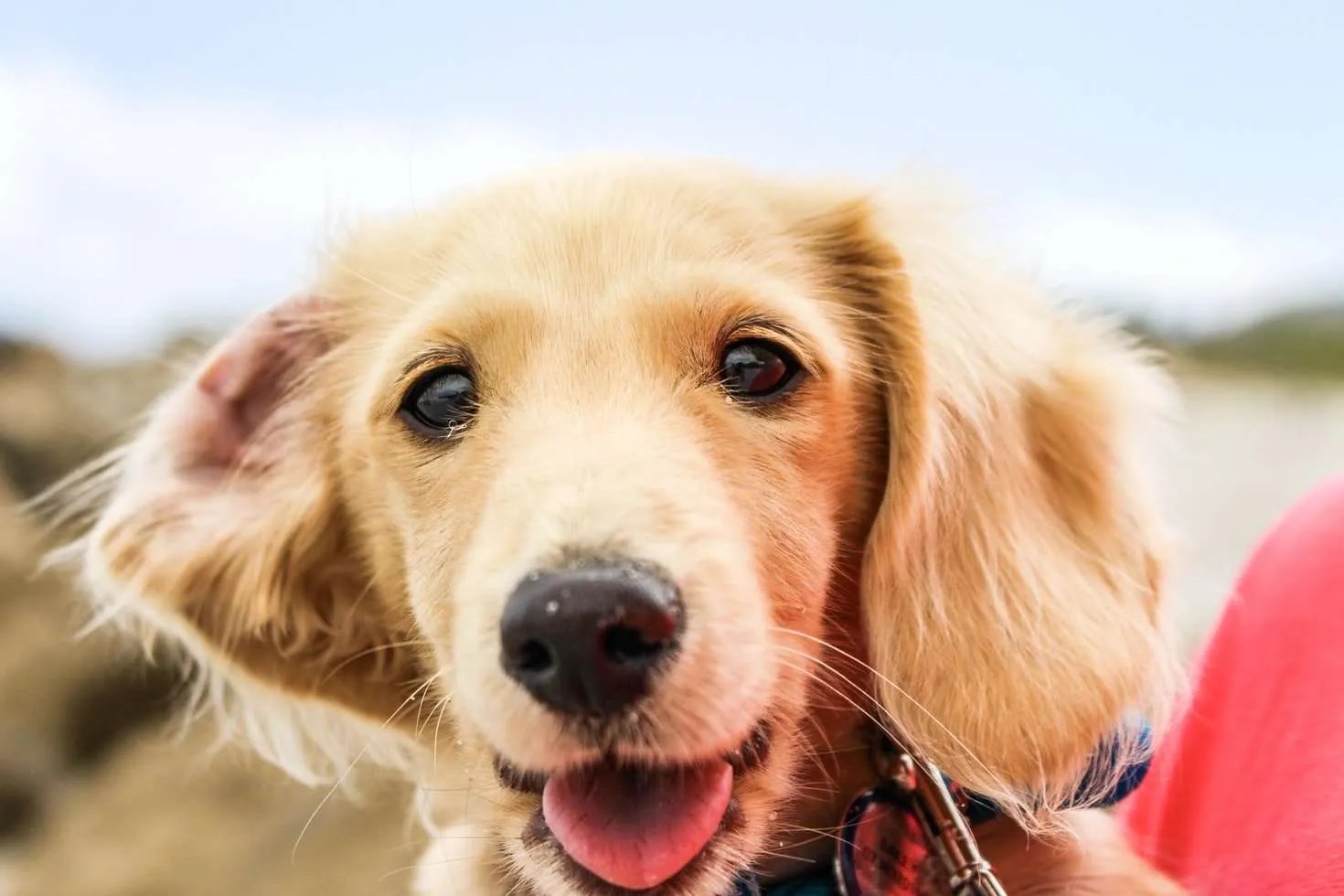 Does Your Dog Sound Like Has a Hairball? Learn Why