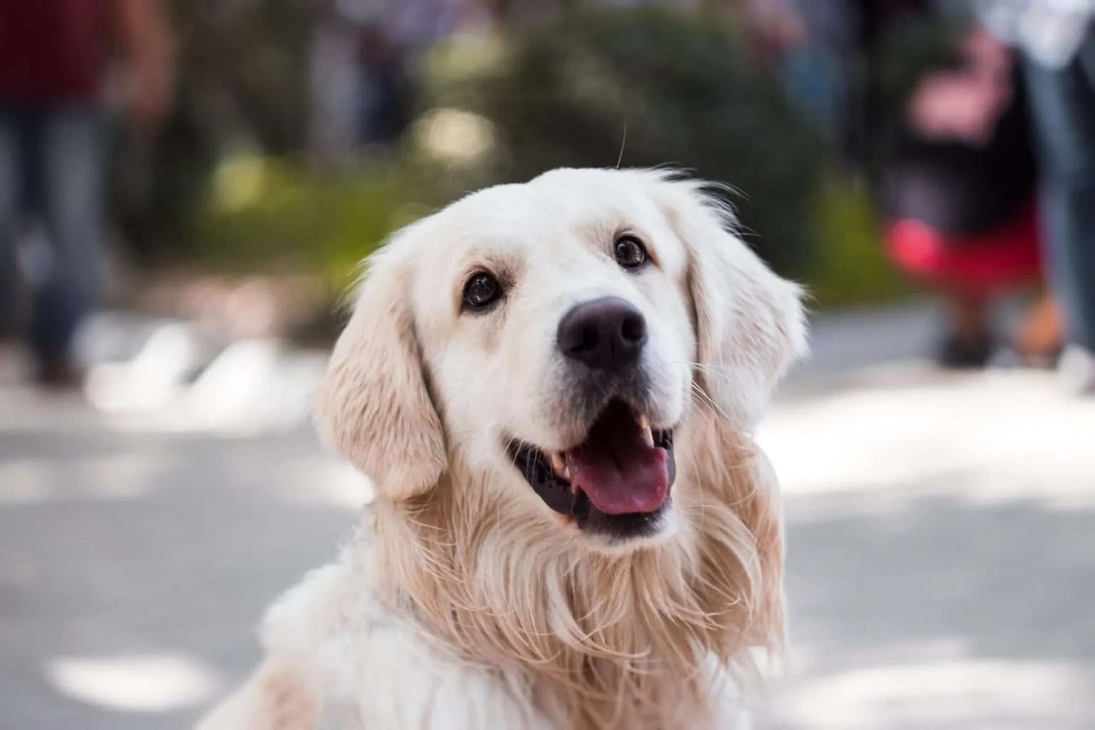 Can Humans Get Kennel Cough? Causes, Symptoms & Treatment