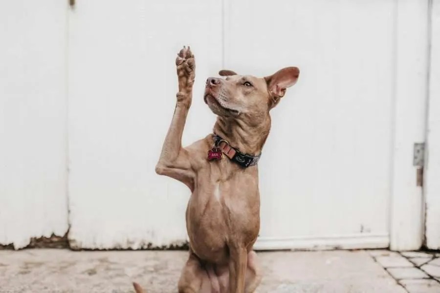 Kennel Cough Cure Safe, Effective Solutions for Bordetella