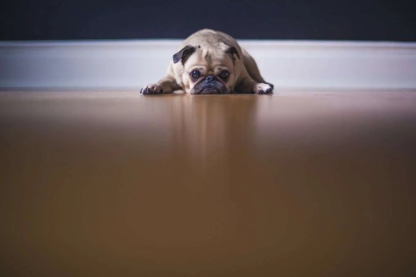 6 Kennel Cough Remedies that Actually Work