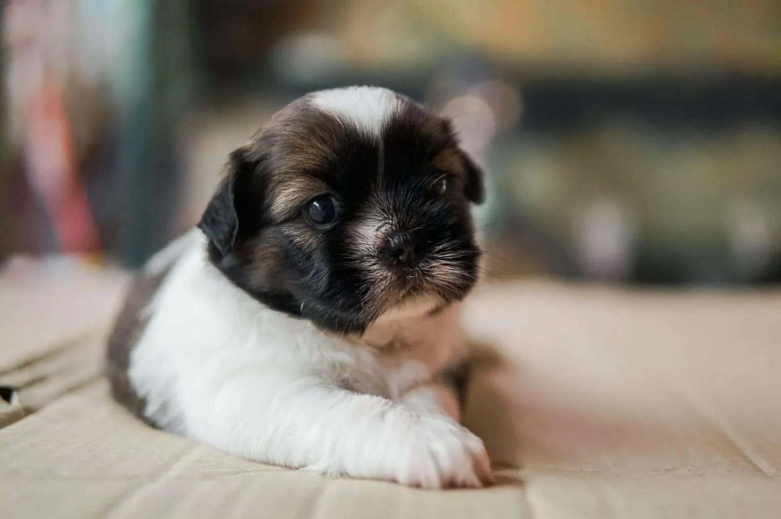 Kennel Cough in Puppies Symptoms, Remedies, Treatment & More
