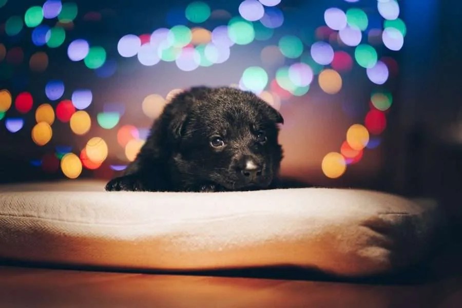 Kennel Cough in Puppies Symptoms, Remedies, Treatment & More