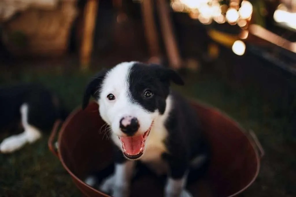 Kennel Cough in Puppies Symptoms, Remedies, Treatment & More