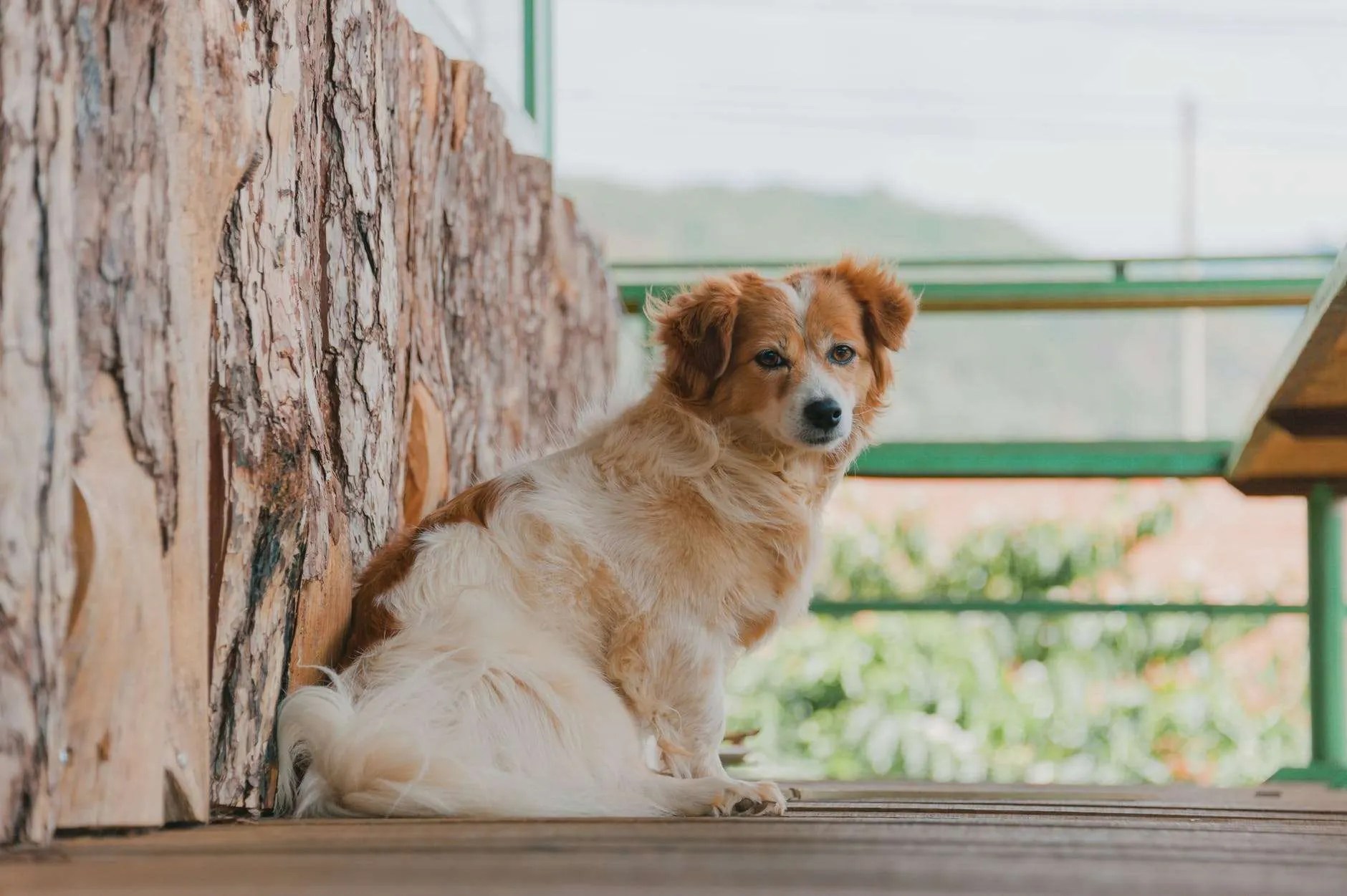 Pneumonia in Dogs Common Symptoms, Treatment, Remedies & More