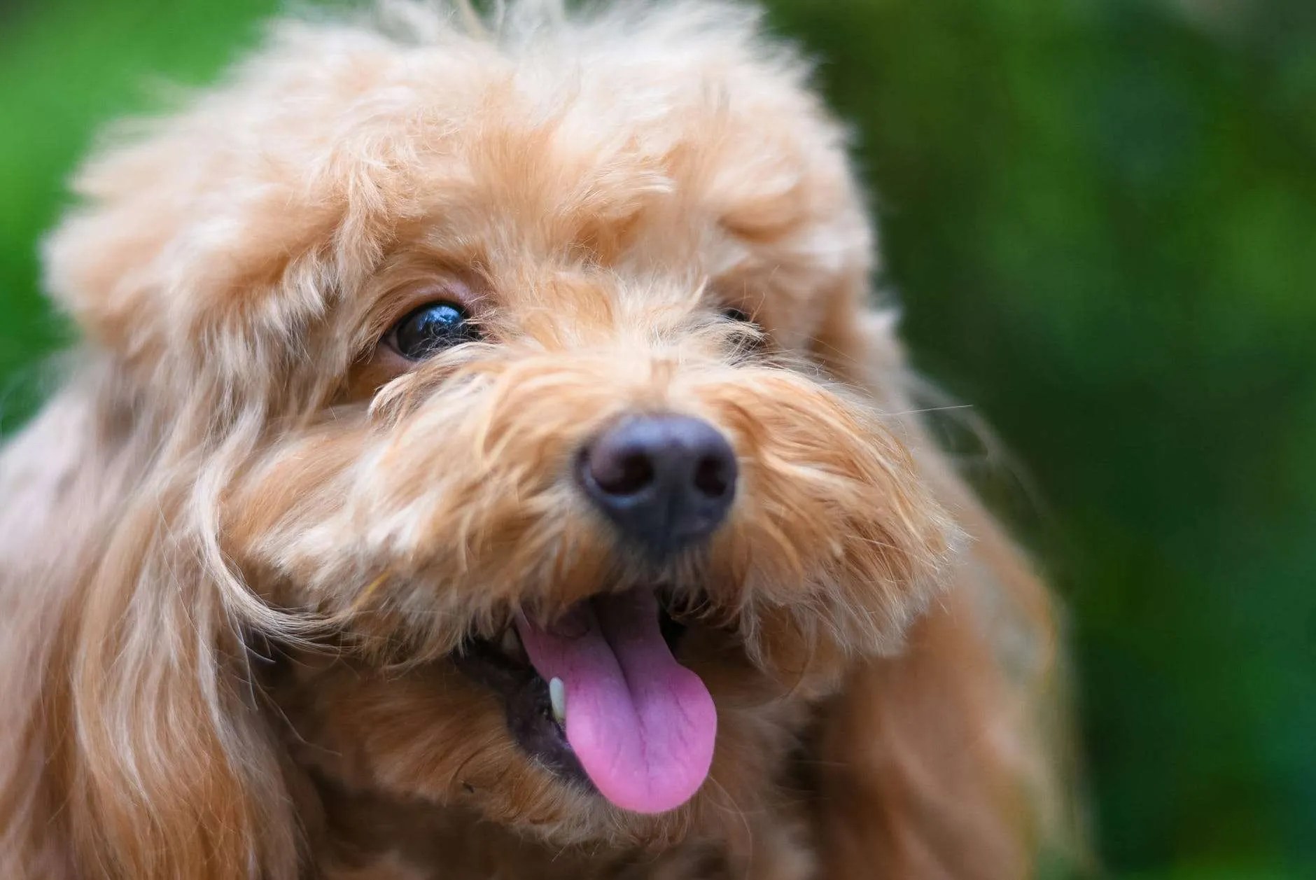 Pneumonia in Dogs Common Symptoms, Treatment, Remedies