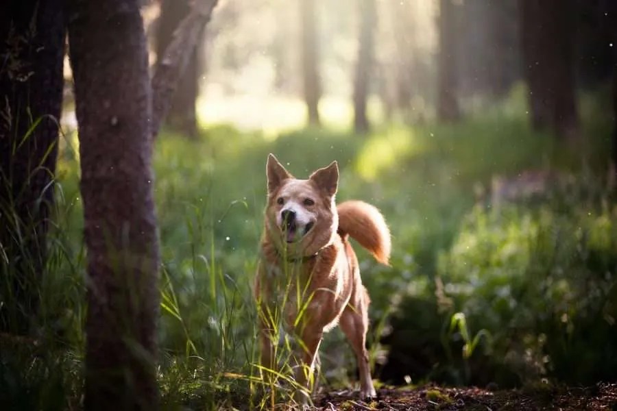 Bordetella In Dogs How Often, Vaccine Effectiveness and More