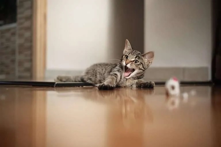 Cat Throwing Up Causes, Color Chart, Types, & When to Worry