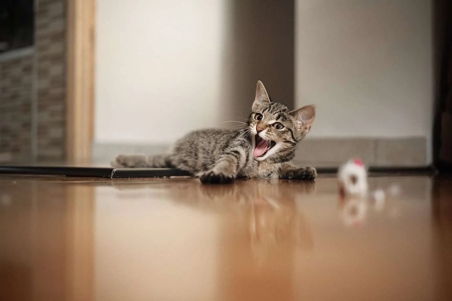 Cat Throwing Up Causes, Color Chart, Types, & When to Worry