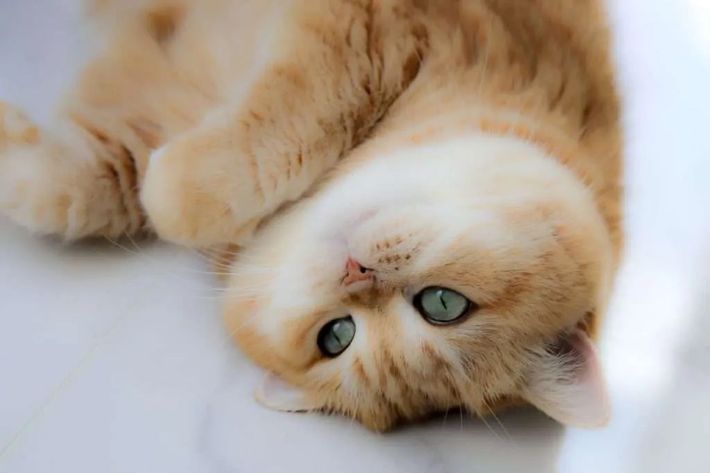 Cat Throwing Up Causes, Color Chart, Types, & When to Worry