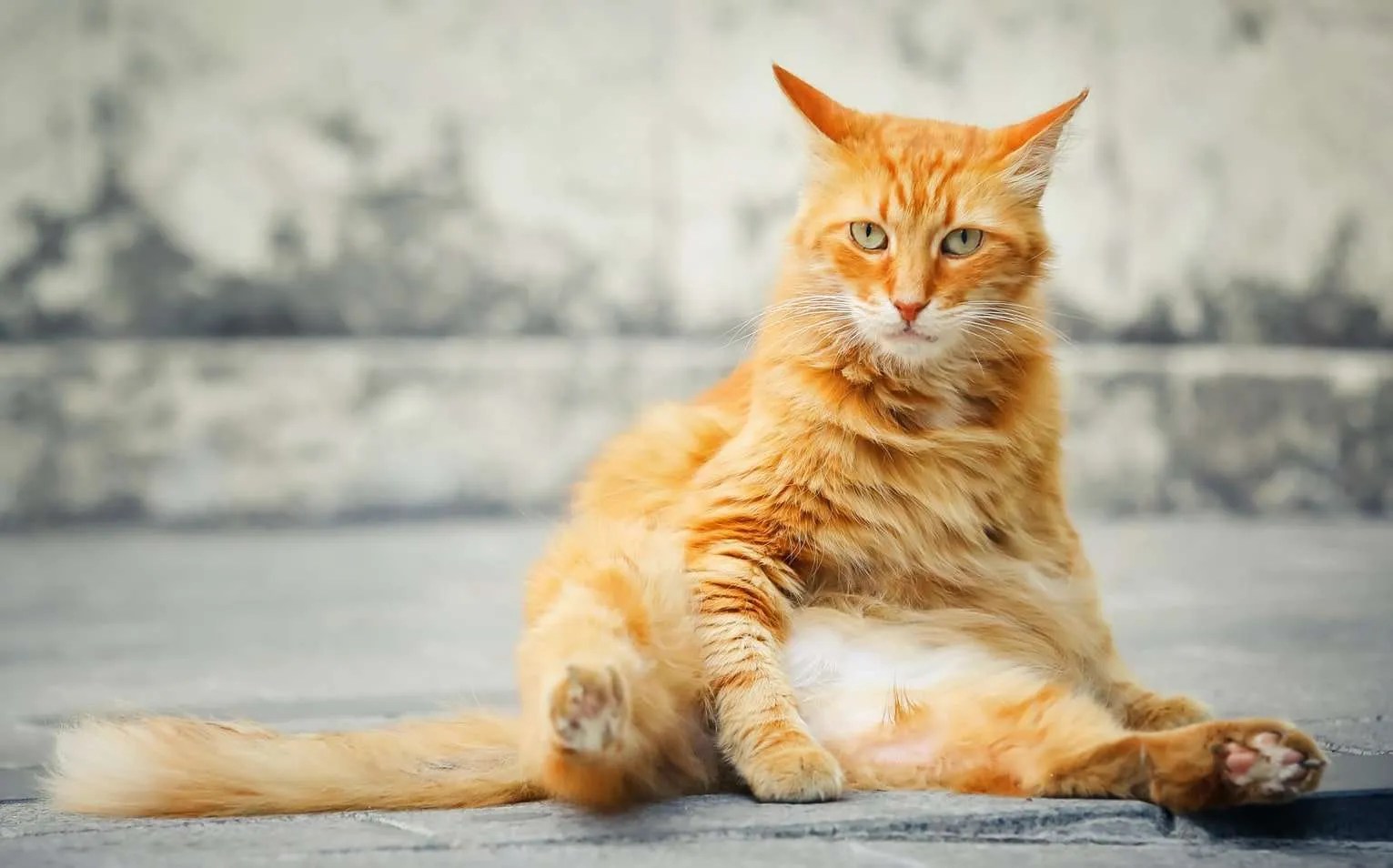 Cat Throwing Up Causes, Color Chart, Types, & When to Worry