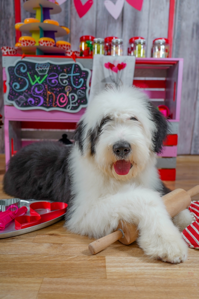 Gallery Kennelwood Pet Resorts