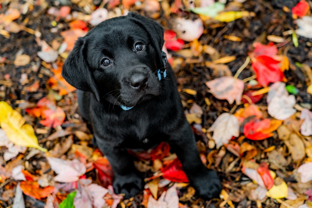 Gallery Kennelwood Pet Resorts