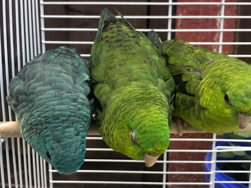 Kentbirds Best Bird Breeder In London