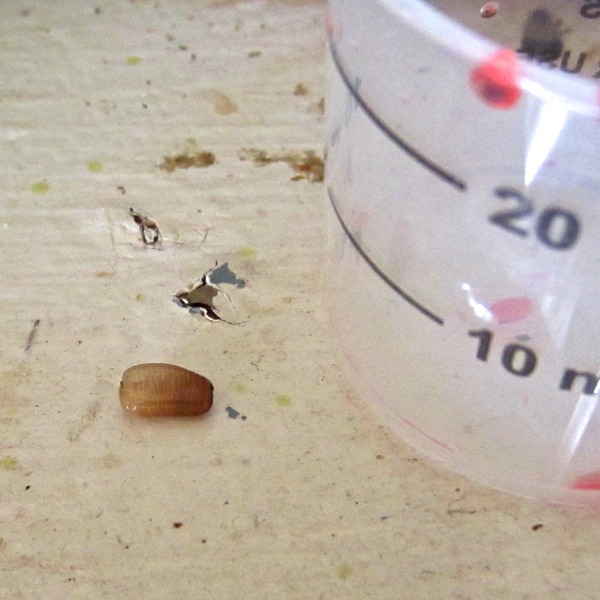 German Cockroach Egg Case KENT COUNTY PEST CONTROL LLC Guaranteed