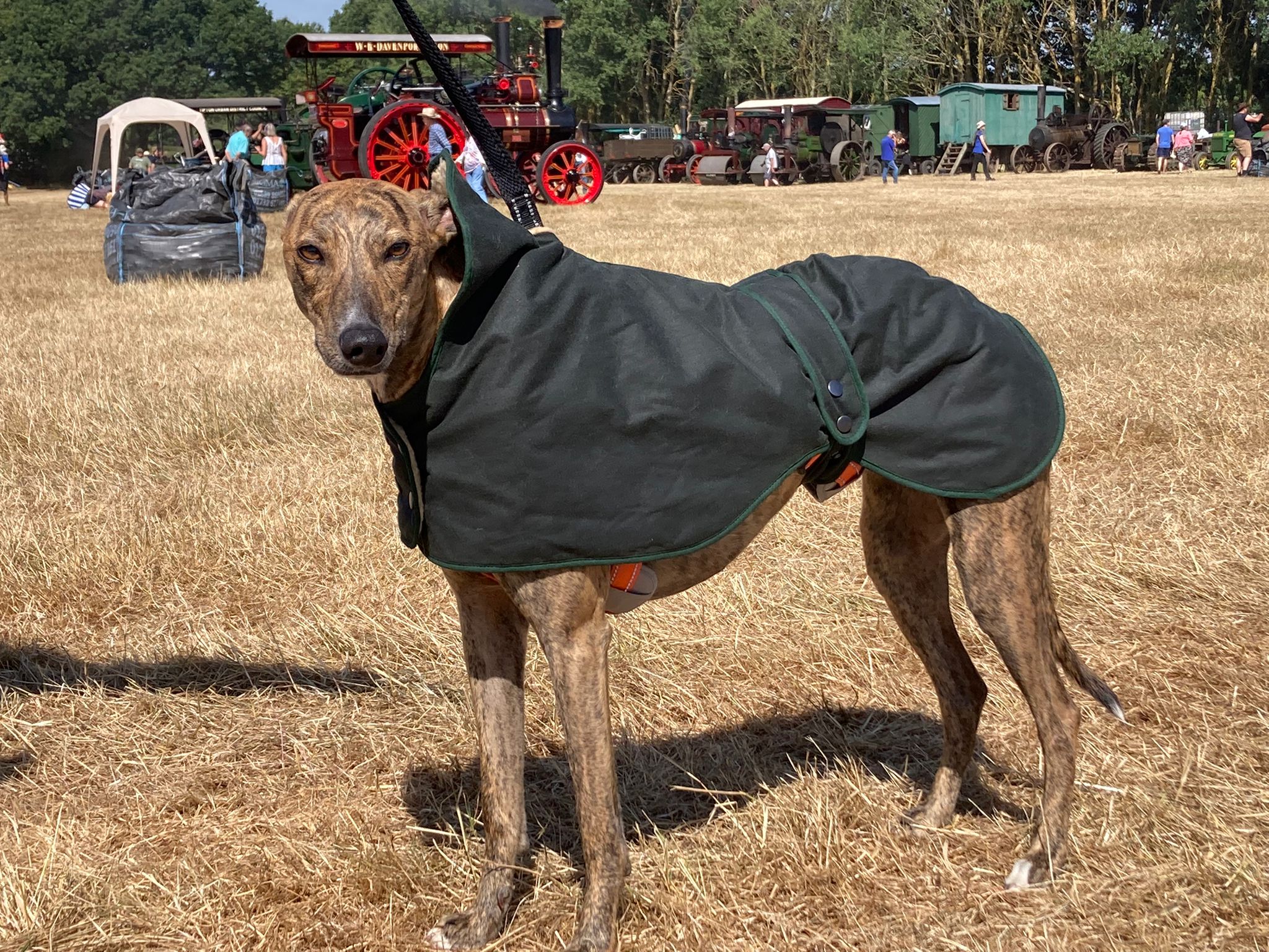 Dog Wax Jacket visitchile.cl