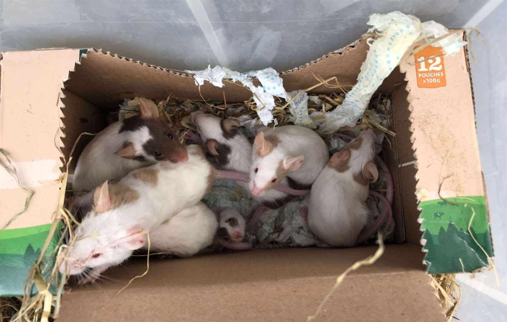 Dog walker finds 19 mice abandoned at flytipping spot in Maidstone