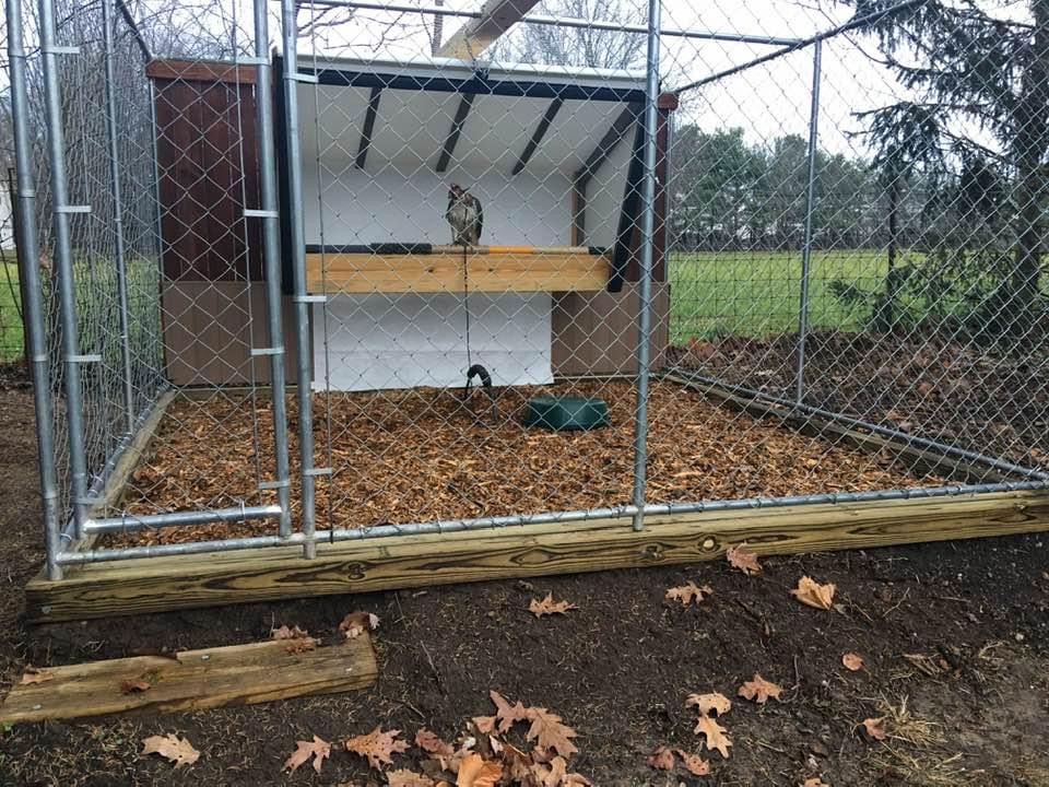 Photo Gallery Kentucky Falconers Association