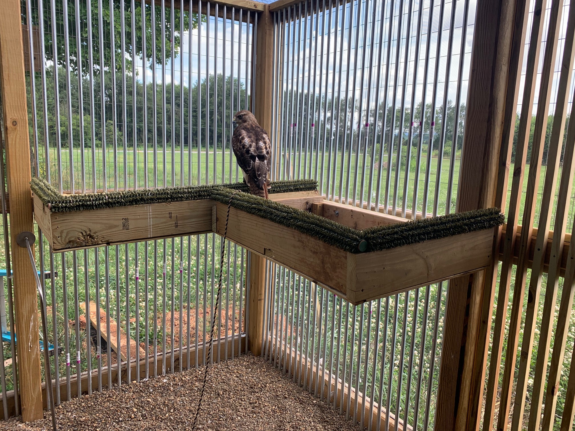 Photo Gallery Kentucky Falconers Association
