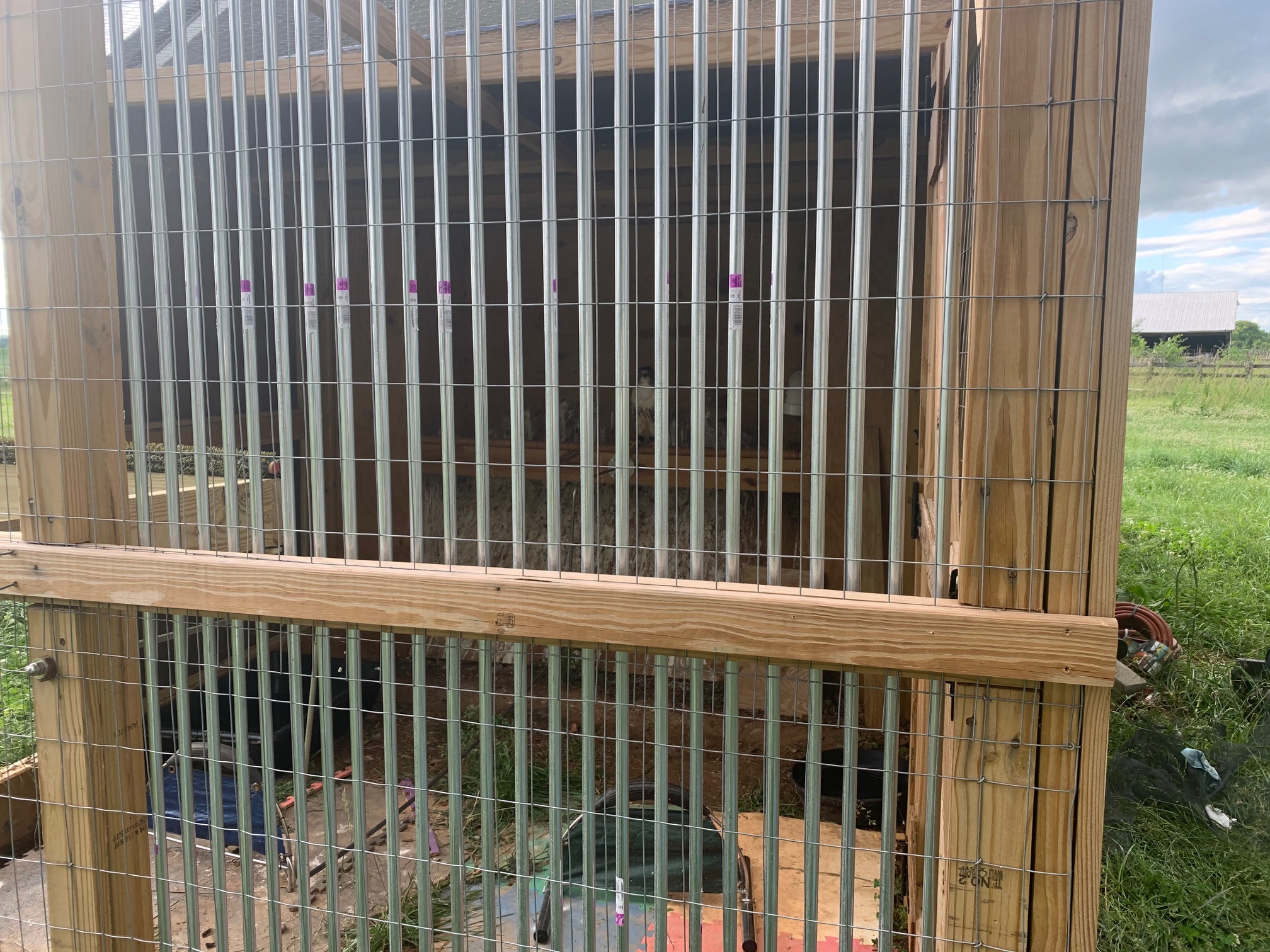 Photo Gallery Kentucky Falconers Association