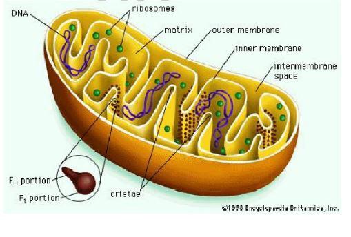 30 Draw And Label Mitochondria Label Design Ideas 2020